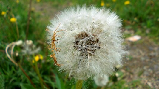 Seeds wind the delicacy