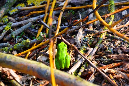 Amphibians undergrowth green