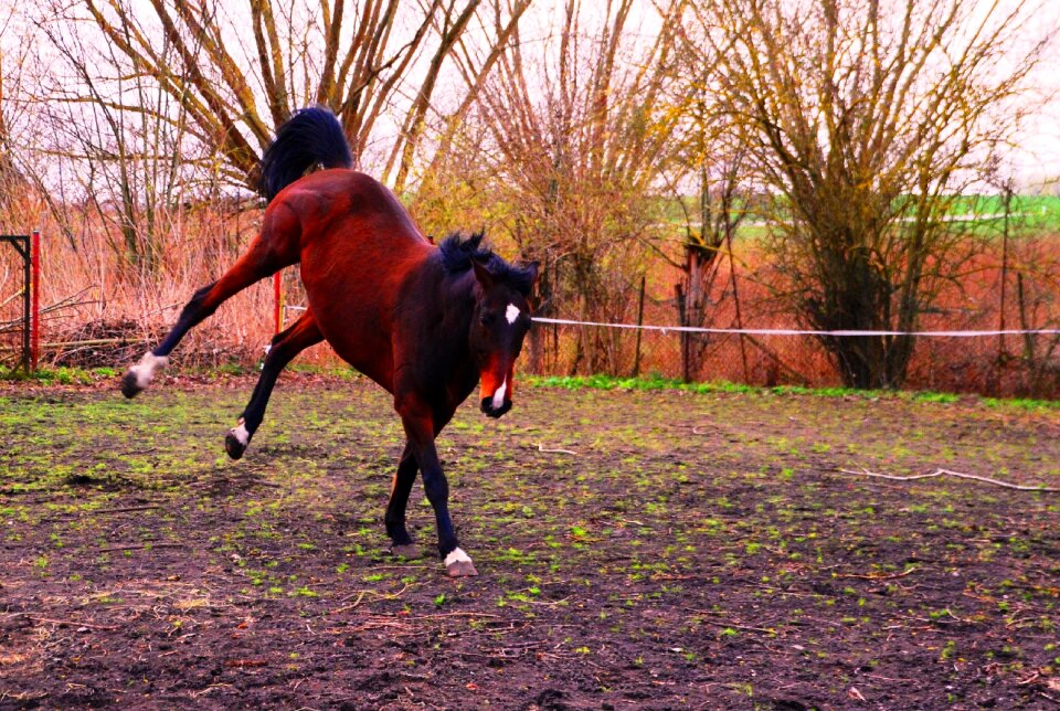 Rodeo knock out jump