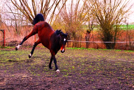 Rodeo knock out jump