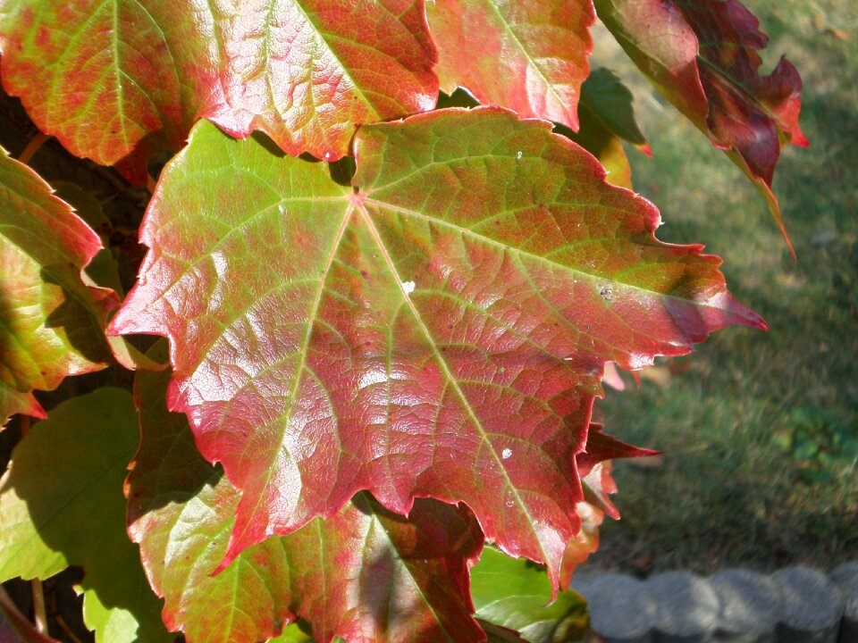 Leaf autumn light climber plant