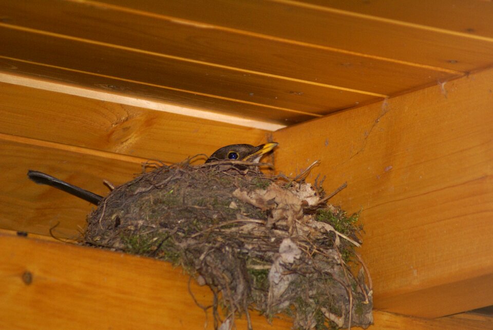 Bird schwalbe breed