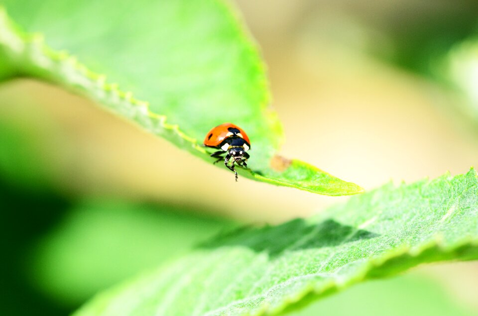 Coccinella septempunctata beetle insect
