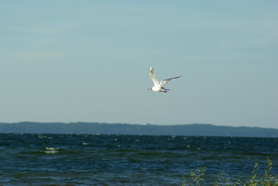 Bird sky sea