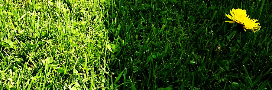 Green grass yellow