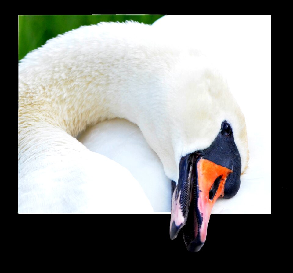 Portrait animal portrait animal world