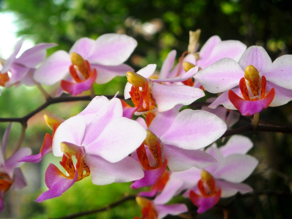Flowers orchid pink
