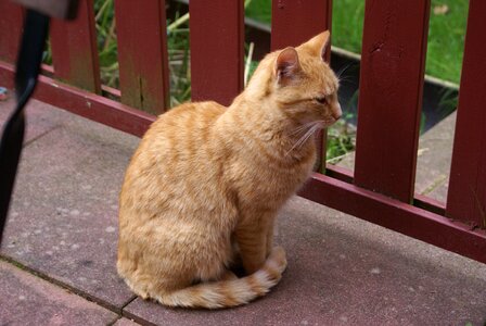 Animal reddish sit