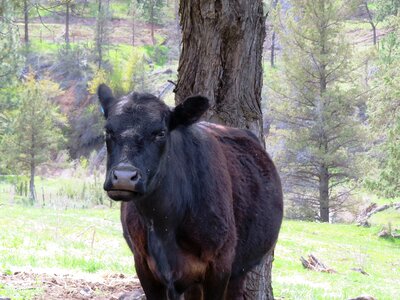 Cattle rural funny