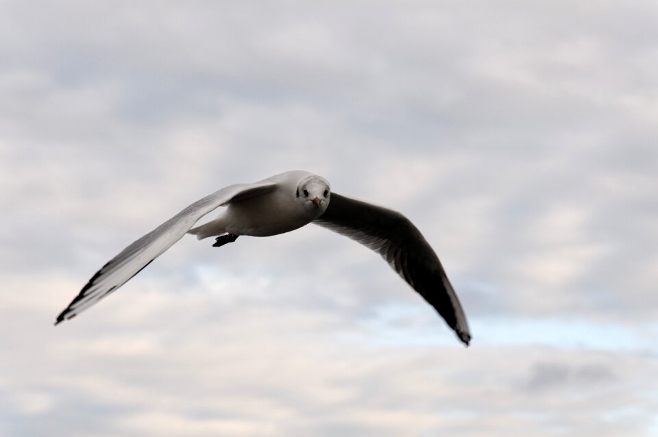 Clouds animal water bird
