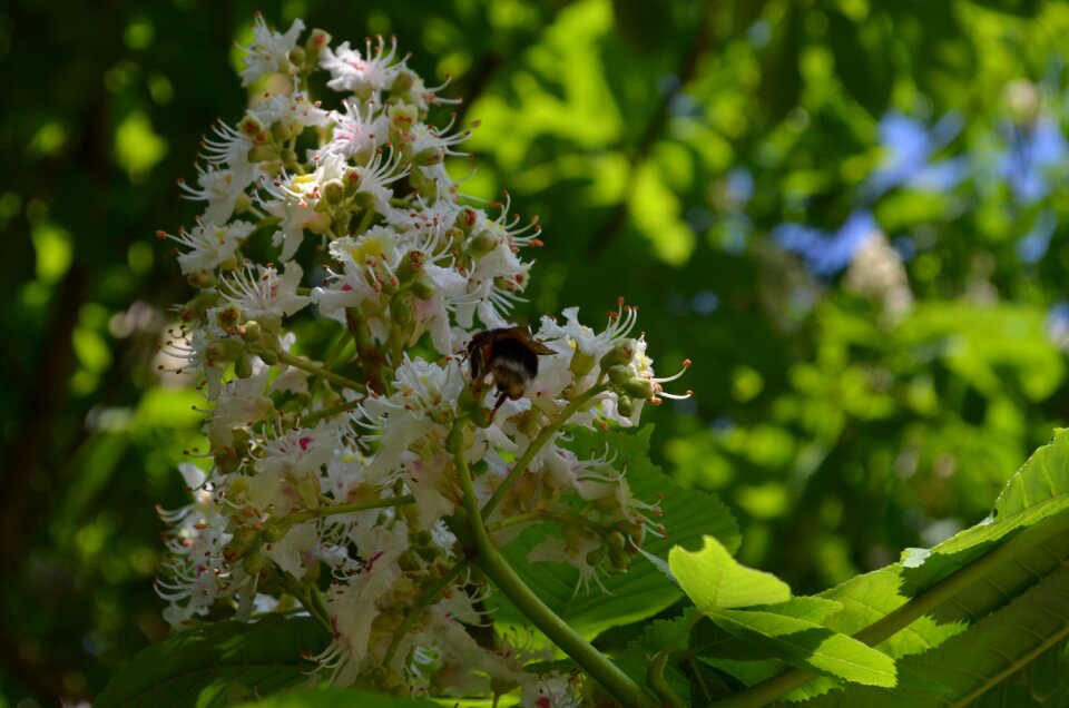 Chestnut tree chestnut blossom inflorescence