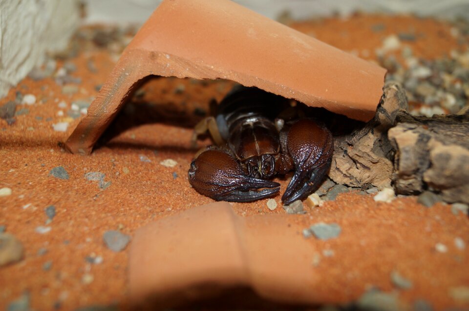 Insect toxic animal