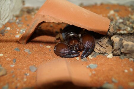 Insect toxic animal