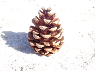 Pine cones kienäpfel tap