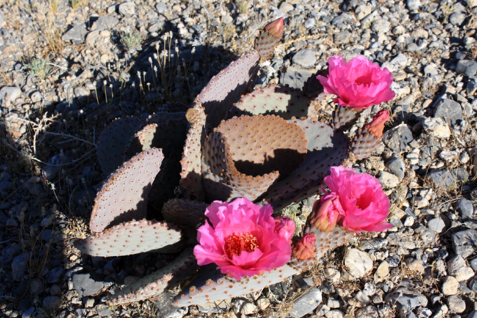 Nevada nature abloom