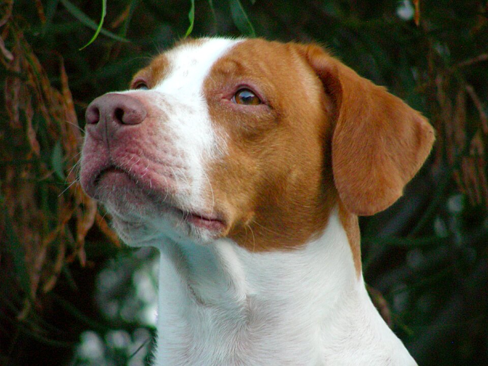 Dog pet animals