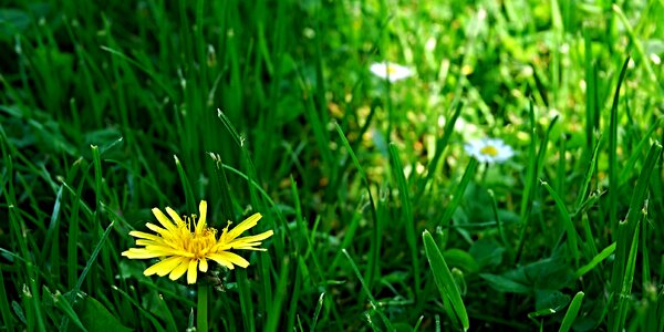 Light lawn dandelion photo