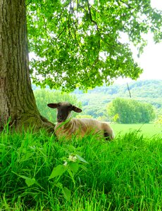 Farm animal cute animal photo