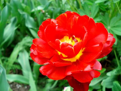 Bloom red tulip red flower
