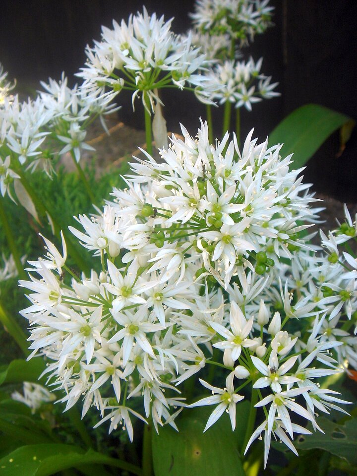 Garlic white garden