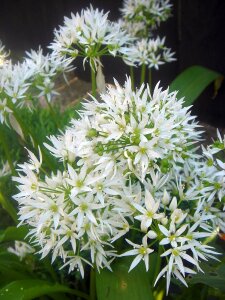 Garlic white garden