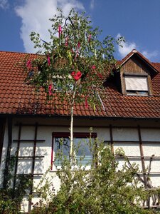 Maypole set up need old tradition