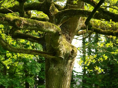 Gnarled moss log