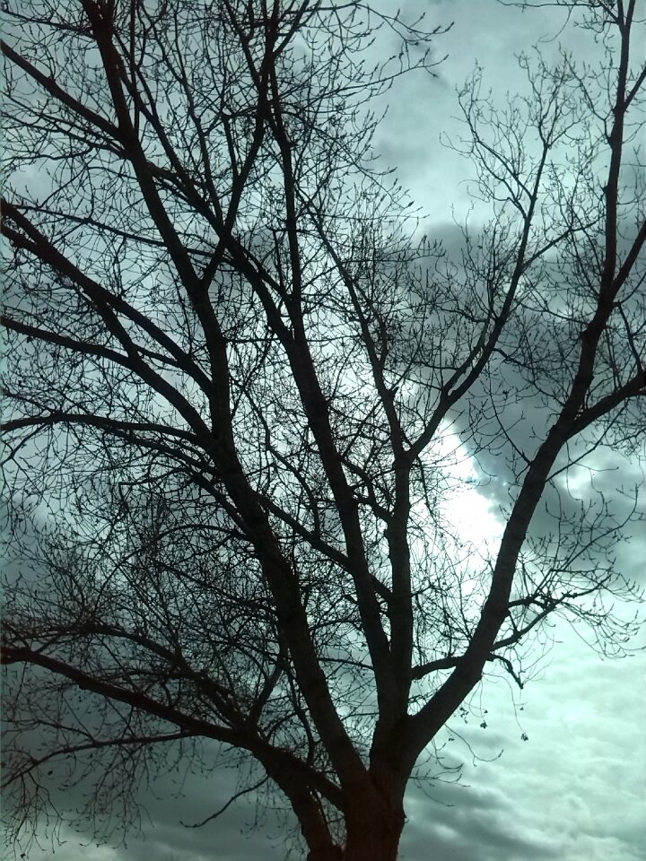 Clouds dry tree nature