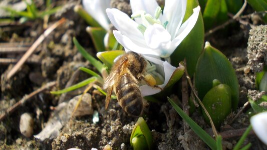 Bee nectar collected spring