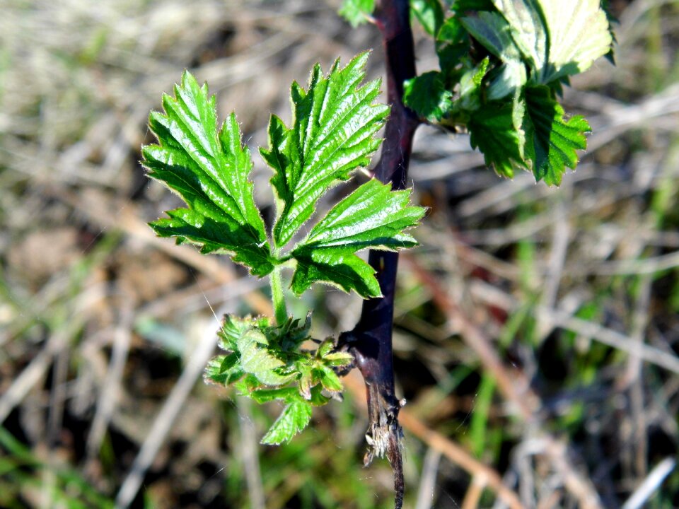 Blackberry plant leaf