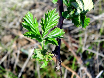 Blackberry plant leaf