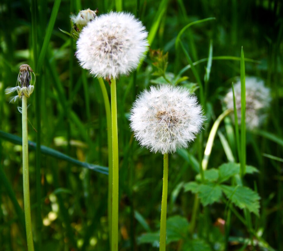 Plant spring meadow