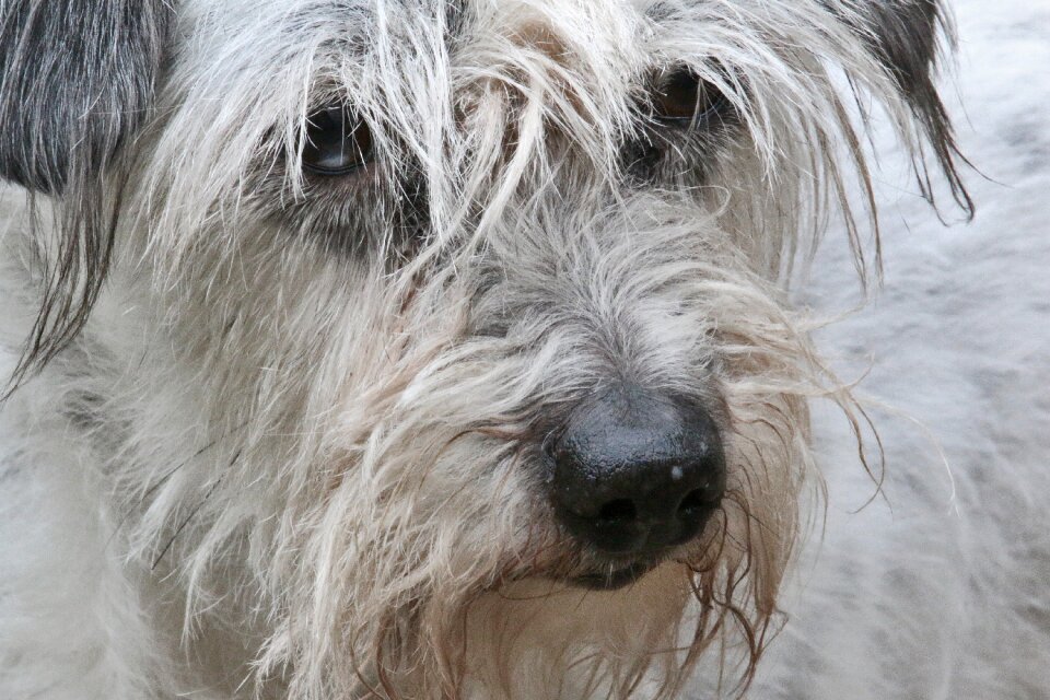 Animal portrait face