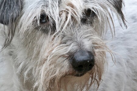 Animal portrait face