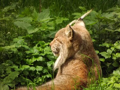 Lynx big cat wildcat