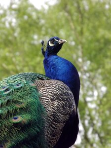 Peacock bird peacock feather
