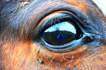 Horse eye eye horse photo