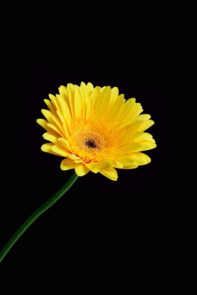 Blossom bloom petal