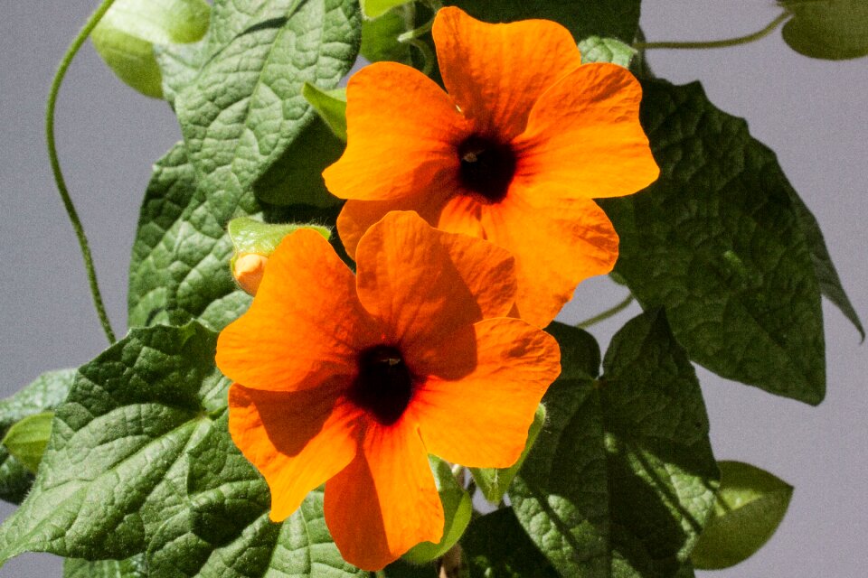 Orange flowers blossom
