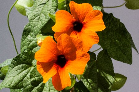 Orange flowers blossom