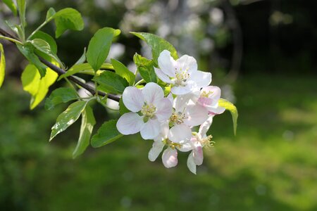 Apple apple tree flowers flowers photo