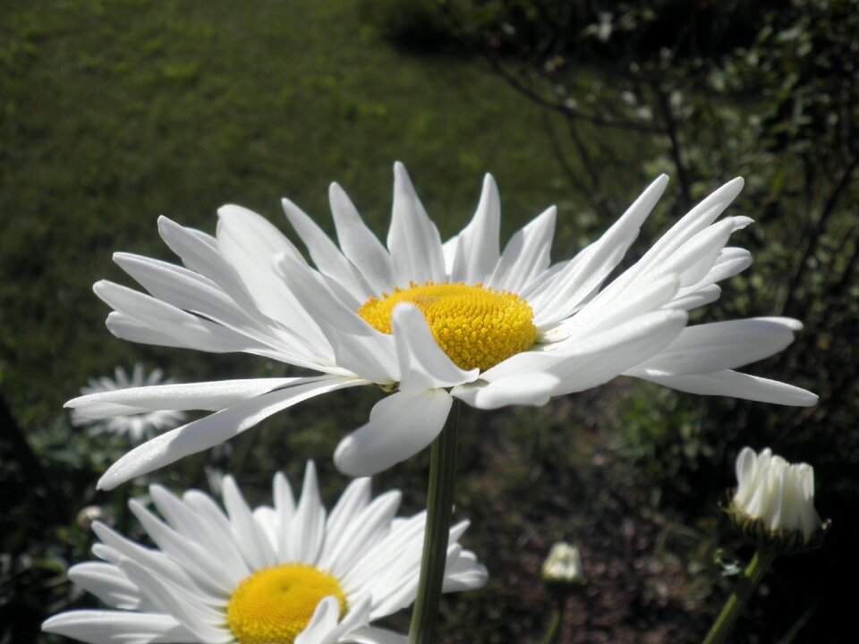 Asteraceae flower spring