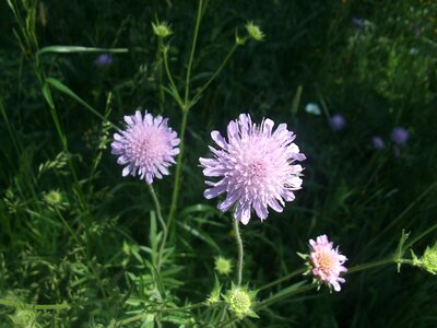 Meadows scabious sewing kisselchen field scabiosa pincushion flower