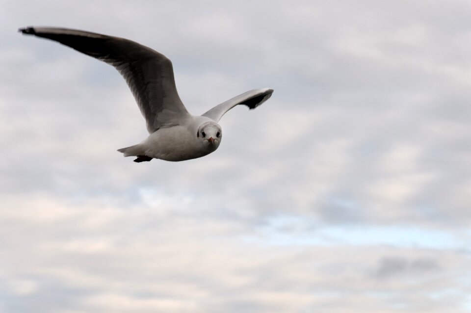 Clouds animal water bird