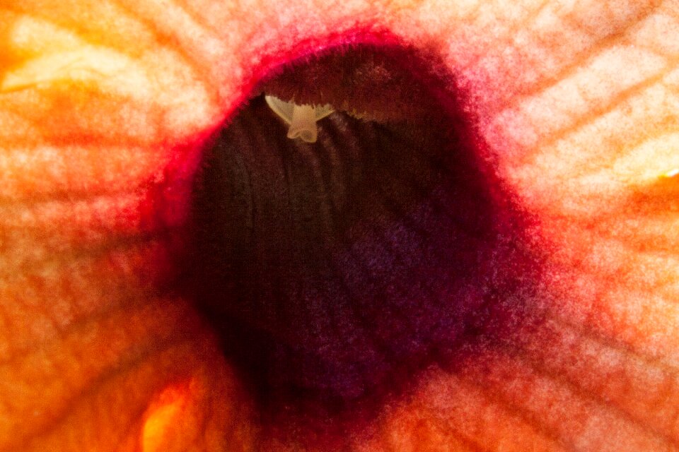 Orange blossom bloom