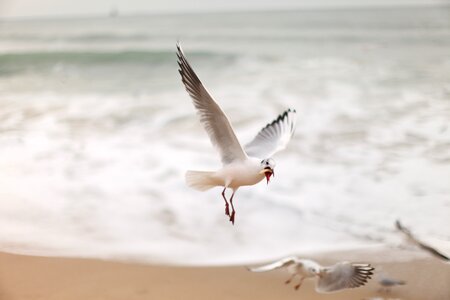 Seagull new sea