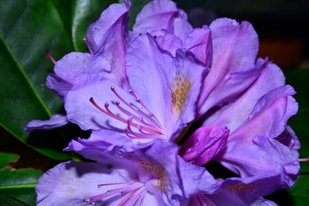 Frühlingsanfang purple blossom photo