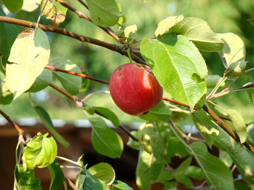 Apple tree apples nature