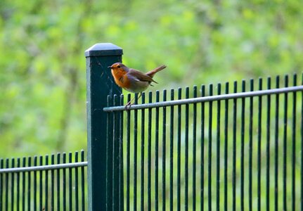 Forest fence nature