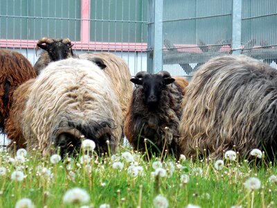 Fur meadow fluffy